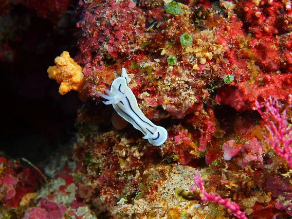 Amazing Mysterious Underwater World Indonesia North Sulawesi Bunaken Island Sea — Stock Photo, Image