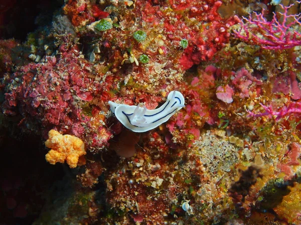 Increíble Misterioso Mundo Submarino Indonesia Sulawesi Del Norte Isla Bunaken — Foto de Stock