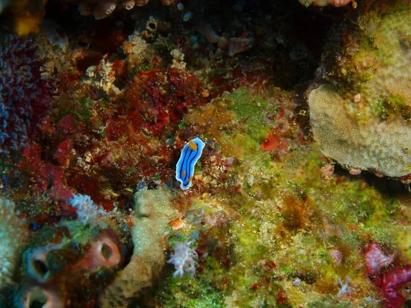 インドネシア北スラウェシ州 ブナケン島海スラグの驚くべき 神秘的な水中世界 — ストック写真