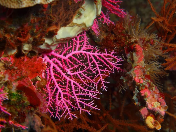 Asombroso Misterioso Mundo Submarino Indonesia Sulawesi Del Norte Isla Bunaken — Foto de Stock