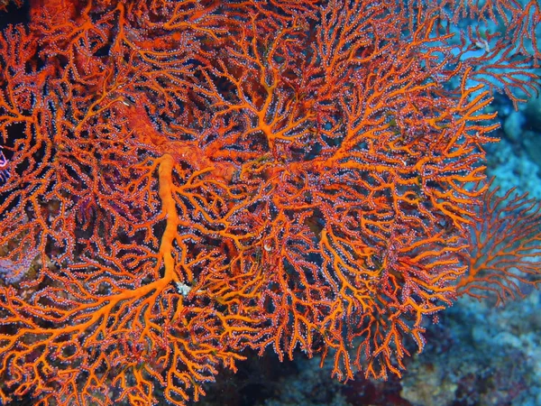 Tajemniczy Podwodny Świat Indonezji North Sulawesi Wyspę Bunaken Gorgonie Coral — Zdjęcie stockowe