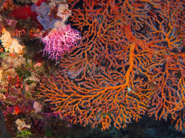 Endonezya Kuzey Sulawesi Bunaken Adası Gorgonian Mercan Muhteşem Gizemli Sualtı — Stok fotoğraf