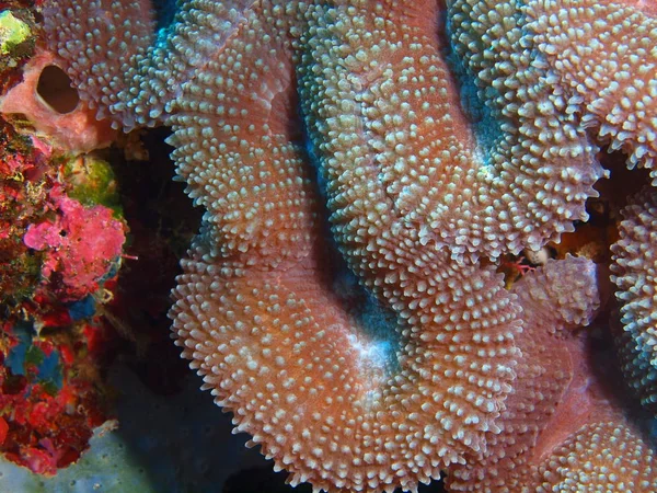 Incrível Misterioso Mundo Subaquático Indonésia North Sulawesi Bunaken Island Coral — Fotografia de Stock