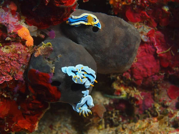 Endonezya Kuzey Sulawesi Bunaken Ada Deniz Yaratığı Muhteşem Gizemli Sualtı — Stok fotoğraf