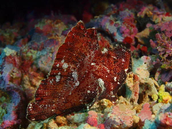 The amazing and mysterious underwater world of Indonesia, North Sulawesi, Bunaken Island, anglerfish