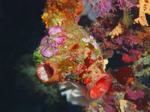 Tajemniczy Podwodny Świat Indonezji Squirt Morzem North Sulawesi Wyspę Bunaken — Zdjęcie stockowe