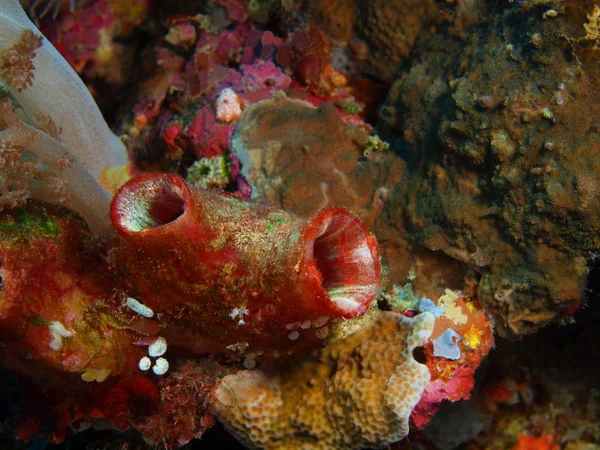 โลกใต นตาต นใจและล บของอ นโดน ลาเวส เหน เกาะ Bunaken ทะเลพ — ภาพถ่ายสต็อก