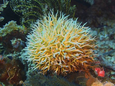 Endonezya, Kuzey Sulawesi, Bunaken Adası, taş mercan muhteşem ve gizemli sualtı dünyası