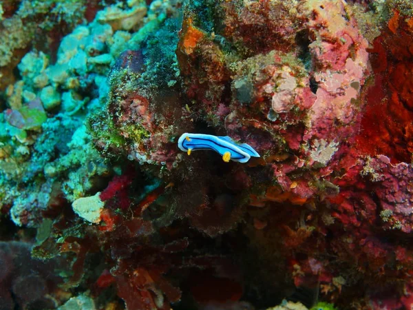 Die Erstaunliche Und Geheimnisvolle Unterwasserwelt Indonesiens Nordsulawesi Bunaken Island Meerschnecke — Stockfoto