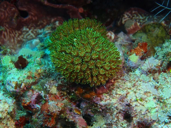 Fantastiska Och Mystiska Undervattensvärlden Indonesien Norra Sulawesi Bunaken Island Sten — Stockfoto