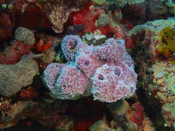Tajemniczy Podwodny Świat Indonezji North Sulawesi Wyspę Bunaken Gąbki Pospolite — Zdjęcie stockowe