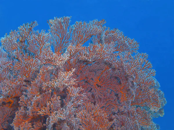 Fantastiska Och Mystiska Undervattensvärlden Indonesien Norra Sulawesi Bunaken Island Gorgonian — Stockfoto