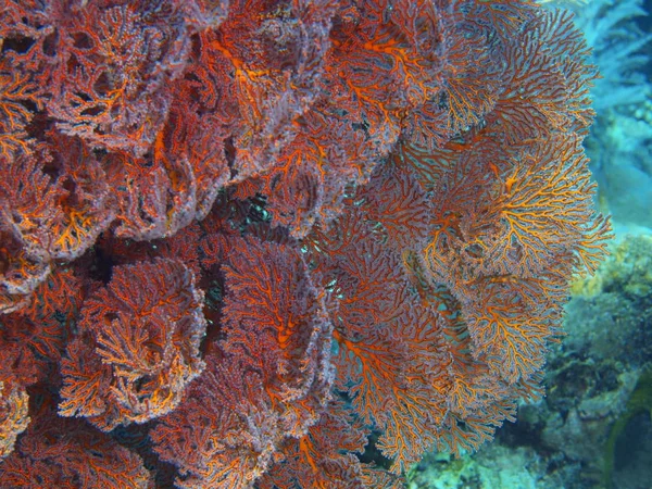 Endonezya Kuzey Sulawesi Bunaken Adası Gorgonian Mercan Muhteşem Gizemli Sualtı — Stok fotoğraf