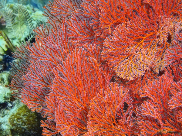 Endonezya Kuzey Sulawesi Bunaken Adası Gorgonian Mercan Muhteşem Gizemli Sualtı — Stok fotoğraf