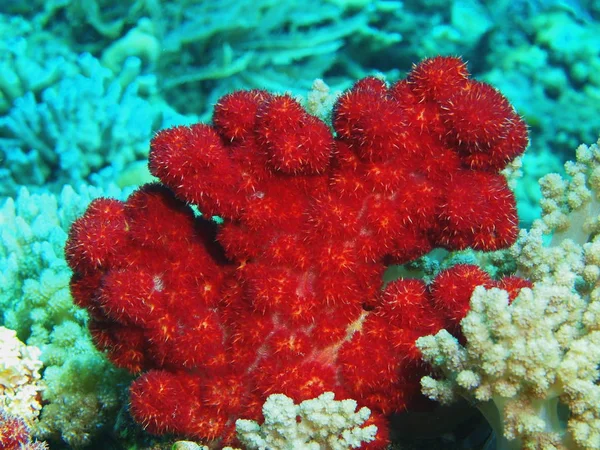 인도네시아 술라웨시 부드러운 산호의 놀라운 신비로운 — 스톡 사진
