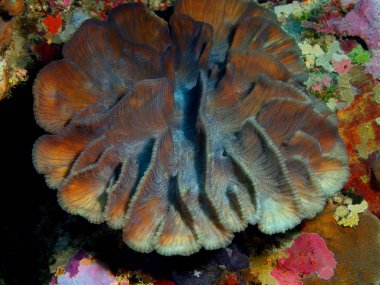 Endonezya, Kuzey Sulawesi, Bunaken Adası, taş mercan muhteşem ve gizemli sualtı dünyası