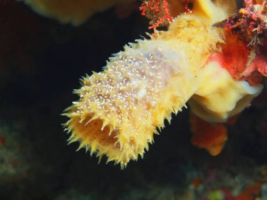 Endonezya, Kuzey Sulawesi, Bunaken Adası, demosponge muhteşem ve gizemli sualtı dünyası