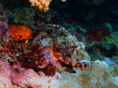Endonezya, Kuzey Sulawesi, Bunaken Adası, Scorpionfish muhteşem ve gizemli sualtı dünyasını