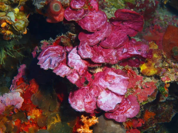 Fantastiska Och Mystiska Undervattensvärlden Indonesien Norra Sulawesi Bunaken Island Sten — Stockfoto