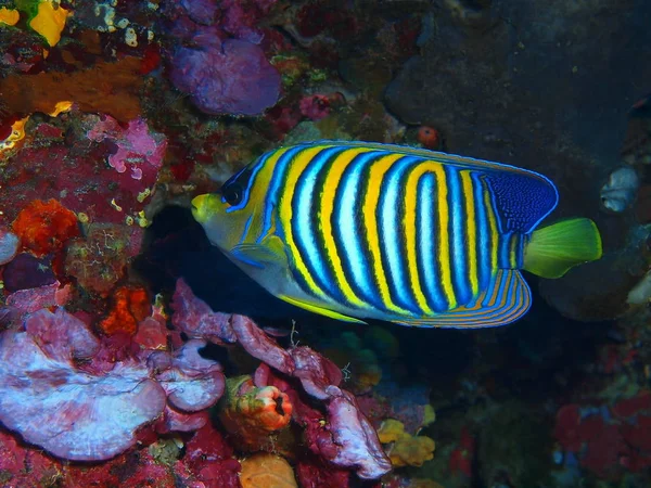 Incrível Misterioso Mundo Subaquático Indonésia North Sulawesi Bunaken Island Peixes — Fotografia de Stock