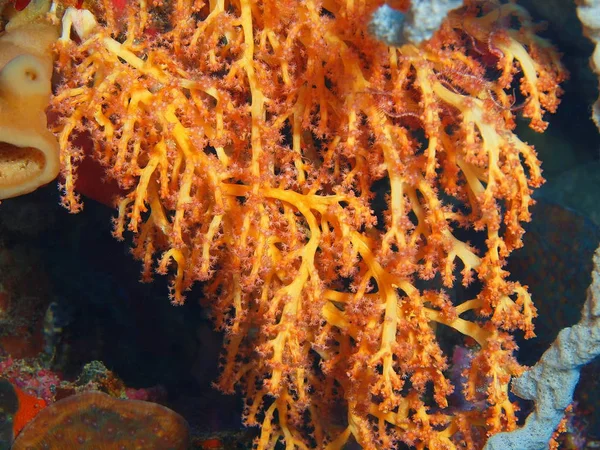 Amazing Mysterious Underwater World Indonesia North Sulawesi Bunaken Island Soft — Stock Photo, Image