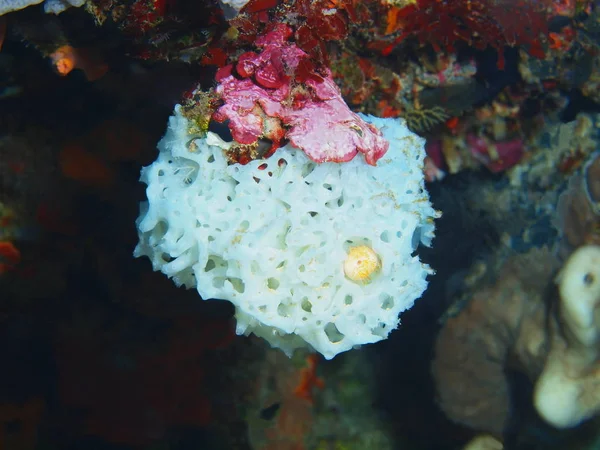 Asombroso Misterioso Mundo Submarino Indonesia Sulawesi Del Norte Isla Bunaken —  Fotos de Stock