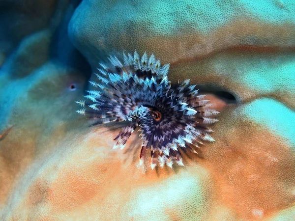 The amazing and mysterious underwater world of Indonesia, North Sulawesi, Bunaken Island, tube worm