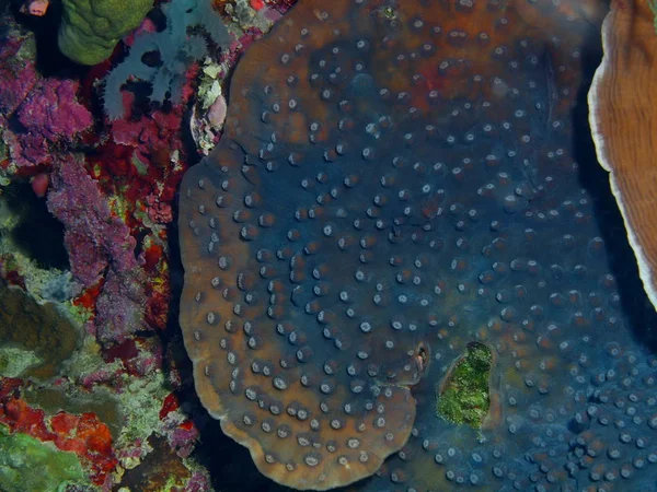 Incrível Misterioso Mundo Subaquático Indonésia North Sulawesi Bunaken Island Coral — Fotografia de Stock