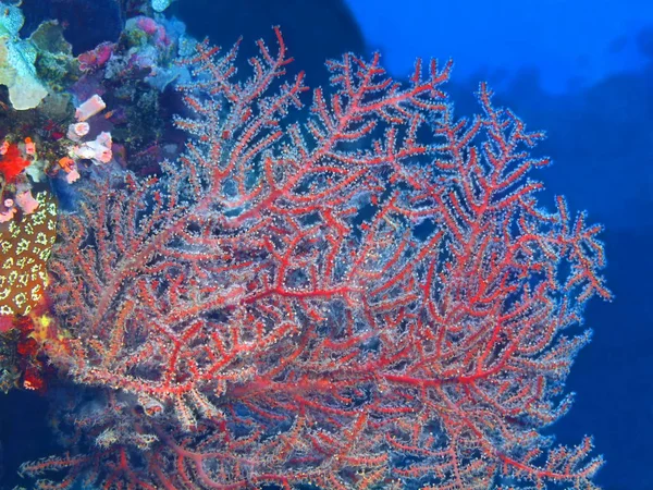 Die Erstaunliche Und Geheimnisvolle Unterwasserwelt Indonesiens Nordsulawesi Bunaken Island Gorgonian — Stockfoto