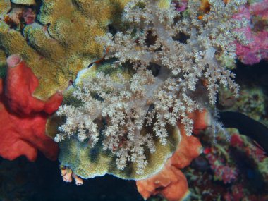 Endonezya, Kuzey Sulawesi, Bunaken Adası, yumuşak mercan muhteşem ve gizemli sualtı dünyası