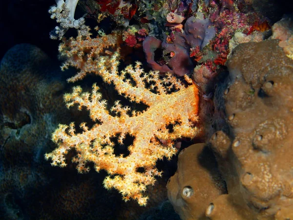 Amazing Mysterious Underwater World Indonesia North Sulawesi Bunaken Island Soft — Stock Photo, Image