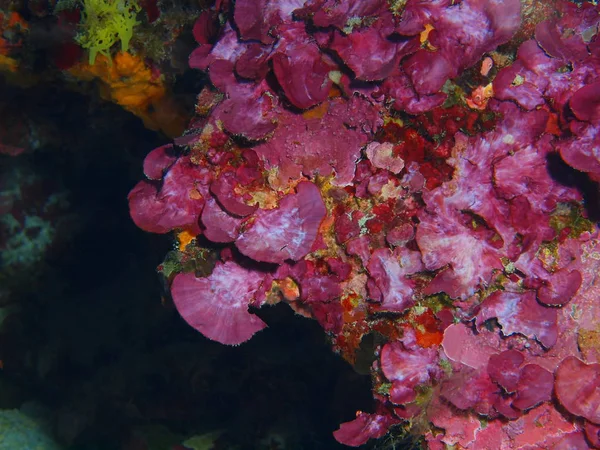 Amazing Mysterious Underwater World Indonesia North Sulawesi Bunaken Island Stone — Stock Photo, Image