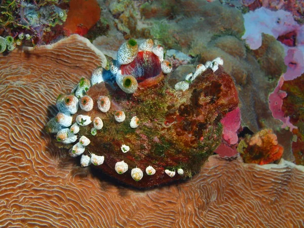 Increíble Misterioso Mundo Submarino Indonesia Sulawesi Del Norte Isla Bunaken — Foto de Stock