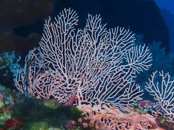 Удивительный Загадочный Подводный Мир Индонезии Северного Сулавеси Острова Бунакен Горгонских — стоковое фото