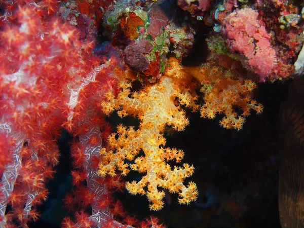 Endonezya Kuzey Sulawesi Bunaken Adası Yumuşak Mercan Muhteşem Gizemli Sualtı — Stok fotoğraf