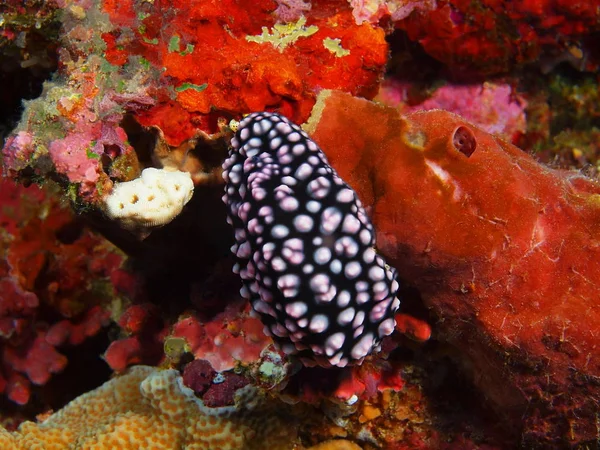 Endonezya Kuzey Sulawesi Bunaken Ada Deniz Yaratığı Muhteşem Gizemli Sualtı — Stok fotoğraf