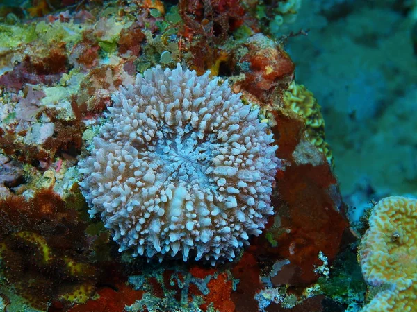 Удивительный Таинственный Подводный Мир Индонезии Северный Сулавеси Остров Бунакен Каменные — стоковое фото