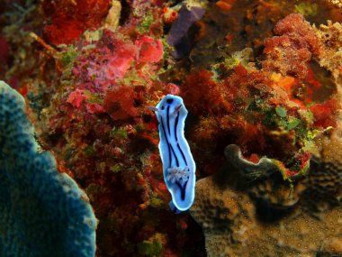 Endonezya, Kuzey Sulawesi, Bunaken ada, deniz yaratığı muhteşem ve gizemli sualtı dünyası