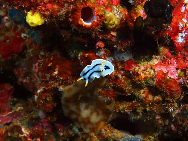 Endonezya Kuzey Sulawesi Bunaken Ada Deniz Yaratığı Muhteşem Gizemli Sualtı — Stok fotoğraf