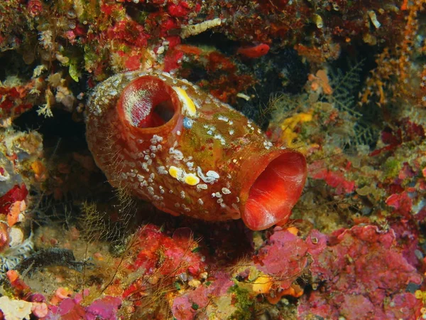 Incredibile Misterioso Mondo Sottomarino Dell Indonesia Nord Sulawesi Isola Bunaken — Foto Stock