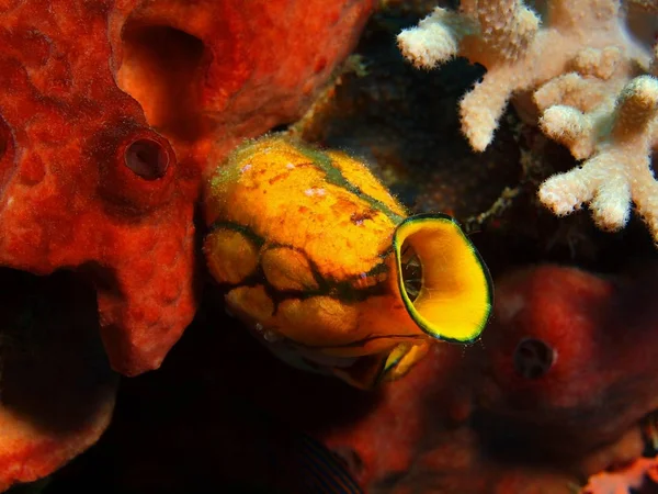 Amazing Mysterious Underwater World Indonesia North Sulawesi Bunaken Island Sea — Stock Photo, Image