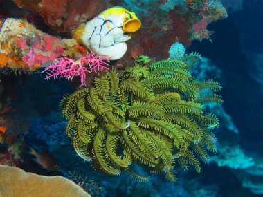 Endonezya, Kuzey Sulawesi, Bunaken Adası, Dijana muhteşem ve gizemli sualtı dünyası