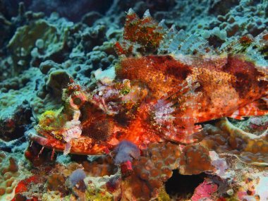 Endonezya, Kuzey Sulawesi, Bunaken Adası, Scorpionfish muhteşem ve gizemli sualtı dünyasını