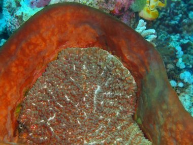 Endonezya, Kuzey Sulawesi, Bunaken Adası, taş mercan muhteşem ve gizemli sualtı dünyası