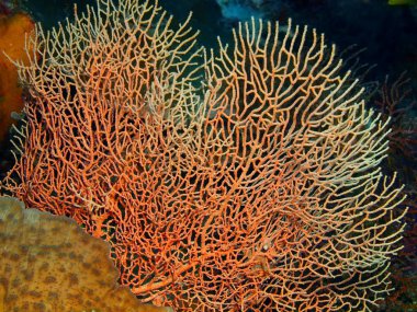 Endonezya, Kuzey Sulawesi, Bunaken Adası, gorgonian mercan muhteşem ve gizemli sualtı dünyası