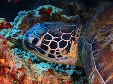 Endonezya, Kuzey Sulawesi, Bunaken ada, deniz kaplumbağası muhteşem ve gizemli sualtı dünyası