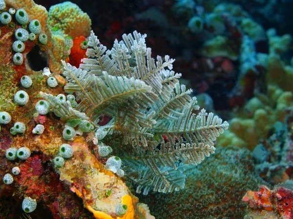 Verbazingwekkende Mysterieuze Onderwaterwereld Van Indonesië Noord Celebes Bunaken Eiland Hydroidpoliep — Stockfoto