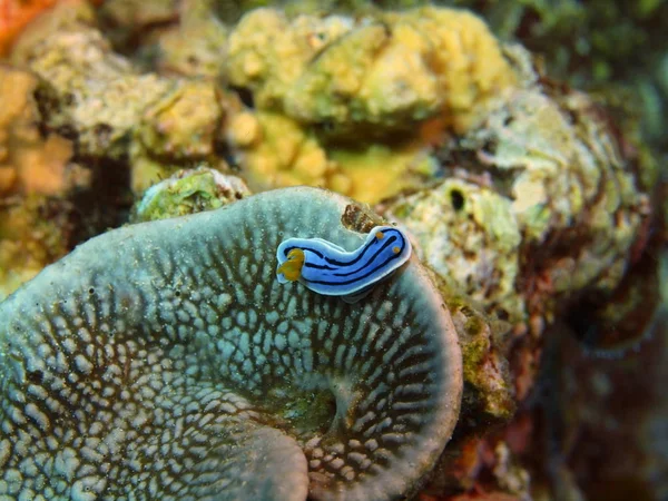 Die Erstaunliche Und Geheimnisvolle Unterwasserwelt Indonesiens Nordsulawesi Bunaken Island Meerschnecke — Stockfoto