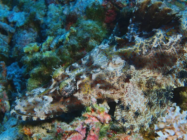 Incrível Misterioso Mundo Subaquático Indonésia North Sulawesi Bunaken Island Cabeça — Fotografia de Stock