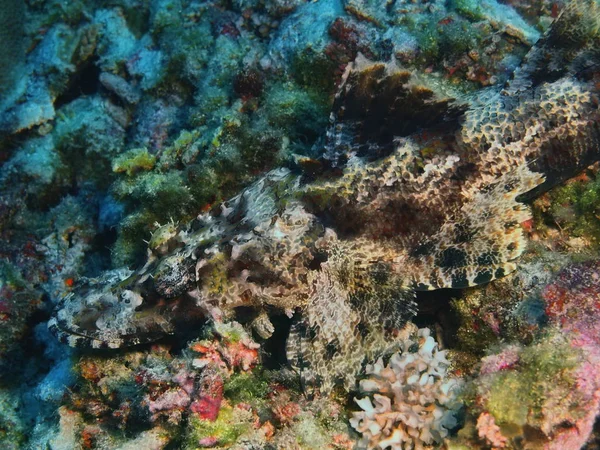 Die Erstaunliche Und Geheimnisvolle Unterwasserwelt Indonesiens Nordsulawesi Bunaken Island Flathead — Stockfoto